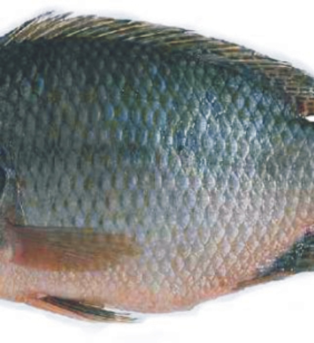 A01-A Tilapia whole (large 1000 up)