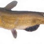Catfish whole