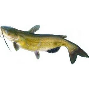 Catfish Whole