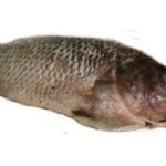 A01-E Marinate tilapia whole