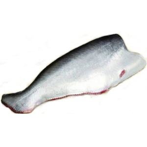 A02-B Catfish headless