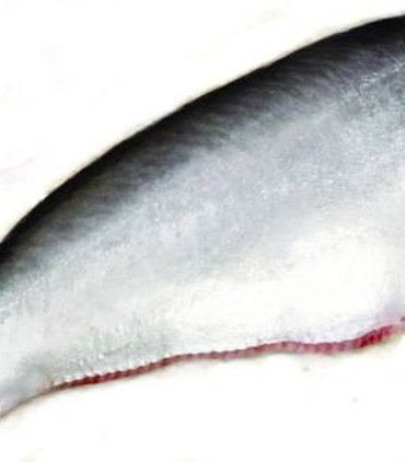A02-B Catfish headless