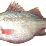 A04-A White perch