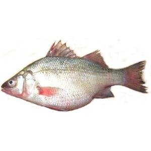 A04-A White perch