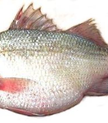 A04-A White perch