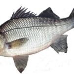 A05-A White bass