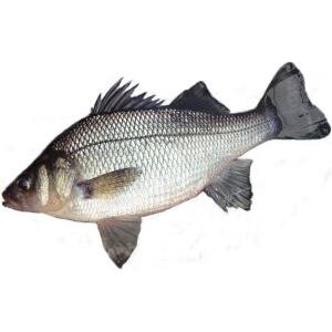 A05-A White bass