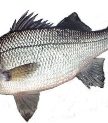 A05-A White bass