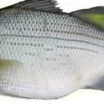 A06-A Silver bass (small)