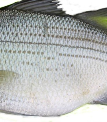 A06-A Silver bass (small)