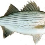 A07-A Stripe bass
