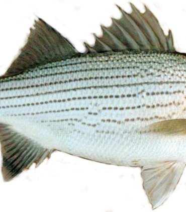 A07-A Stripe bass