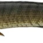 A08-A Mudfish whole