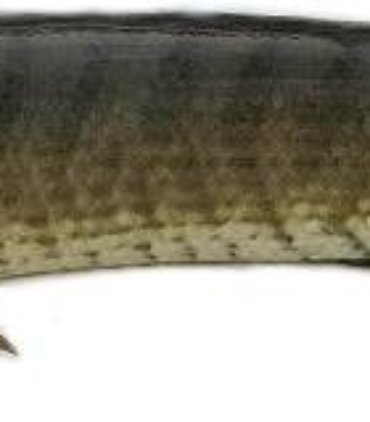A08-A Mudfish whole