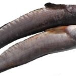 A08-B Baby mudfish whole