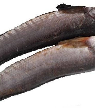 A08-B Baby mudfish whole