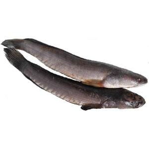 Baby Mudfish Whole
