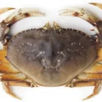 A114-A Live dungeness crab