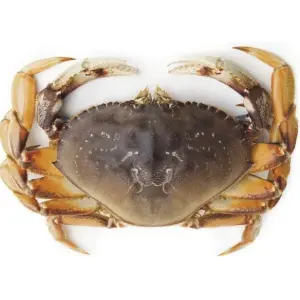 A114-A Live dungeness crab