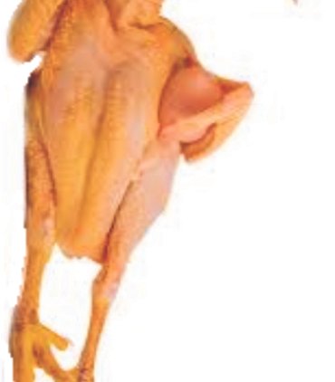 Chicken rooter whole (B01-D)