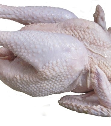 Chicken stew (B01-B)