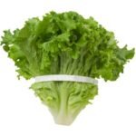 D107-A Lettuce green