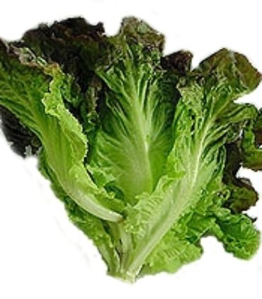 D107-B Lettuce red
