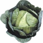 D109-A Cabbage