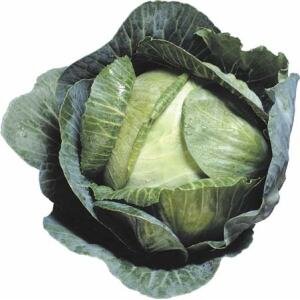 D109-A Cabbage