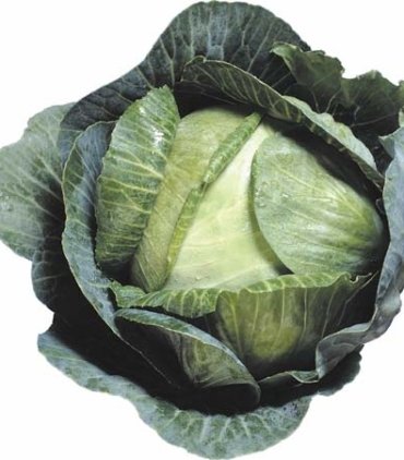 D109-A Cabbage