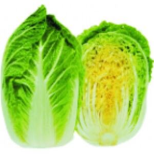 D43-A Napa cabbage
