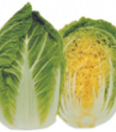 D43-A Napa cabbage