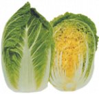 D43-A Napa cabbage