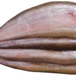 Sheat fish (A09-A)