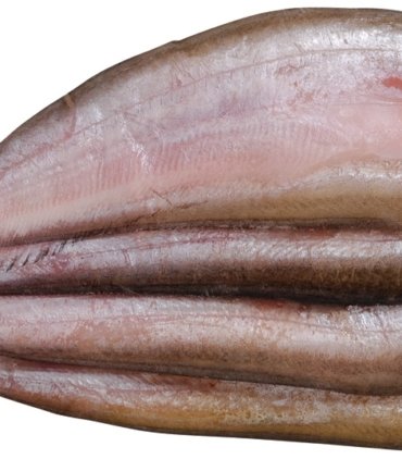 Sheat fish (A09-A)
