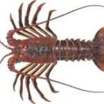 Spiny lobster A122-A