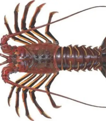 Spiny lobster A122-A