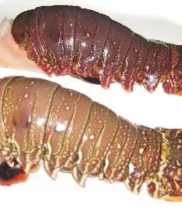 Spiny lobster tail