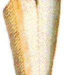 Twisted jaw sheat fish (A10-A)
