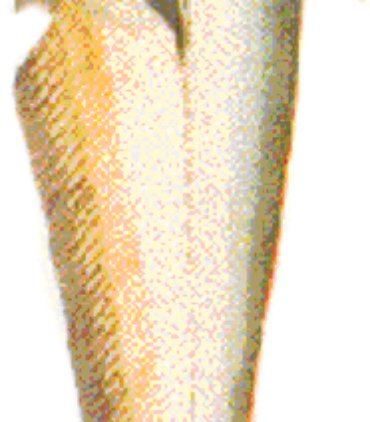Twisted jaw sheat fish (A10-A)