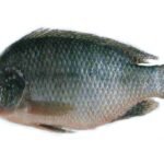 A01-A Tilapia whole (large 1000 up)