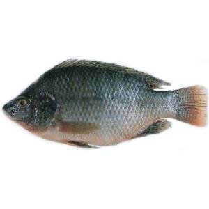 A01-A Tilapia whole (large 1000 up)