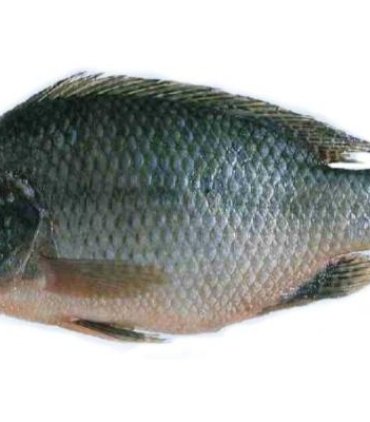 A01-A Tilapia whole (large 1000 up)