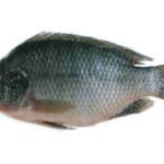 A01-B Tilapia whole (md 700 up) (1)