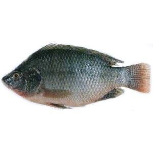A01-B Tilapia whole (md 700 up) (1)