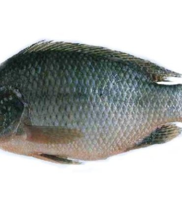A01-B Tilapia whole (md 700 up) (1)