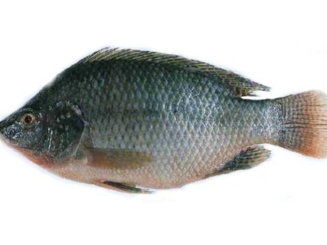 A01-B Tilapia whole (md 700 up) (1)