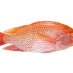 A01-D Red tilapia whole