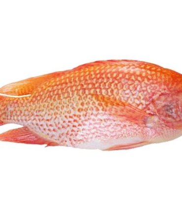 A01-D Red tilapia whole