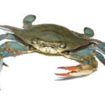 Blue crab